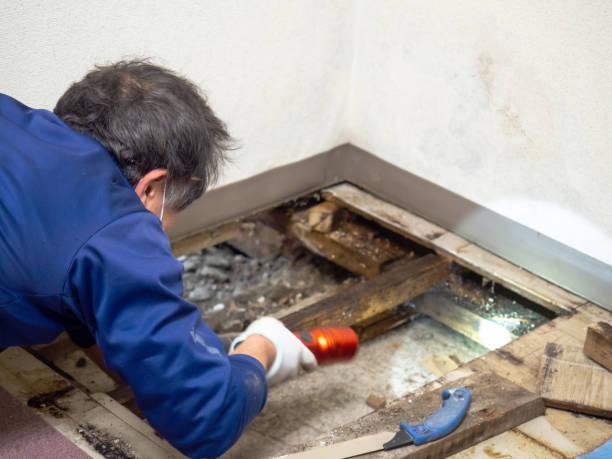 Best Mold Cleaning Services  in Tillmans Corner, AL