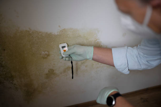 Best Residential Mold Removal  in Tillmans Corner, AL