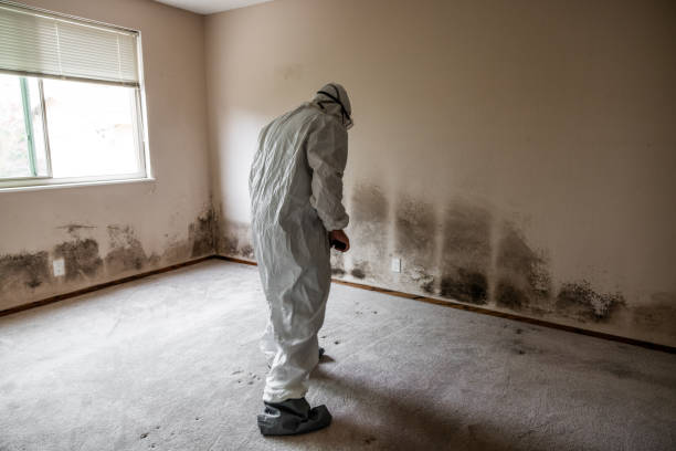Attic Mold Removal in Tillmans Corner, AL