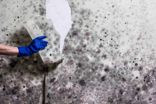 Best Professional Mold Removal  in Tillmans Corner, AL